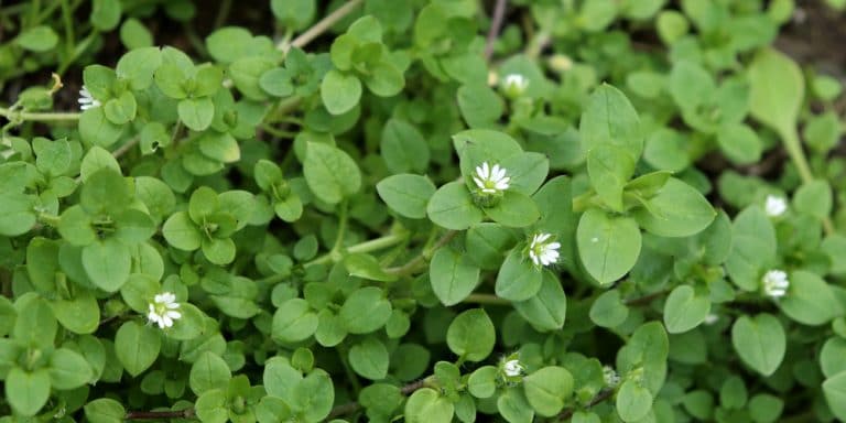 Weeds That Look Like Daisies 8 Look A Like Plants 8566