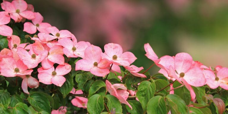 dwarf-pink-kousa-dogwood-growing-requirements-and-care-tips