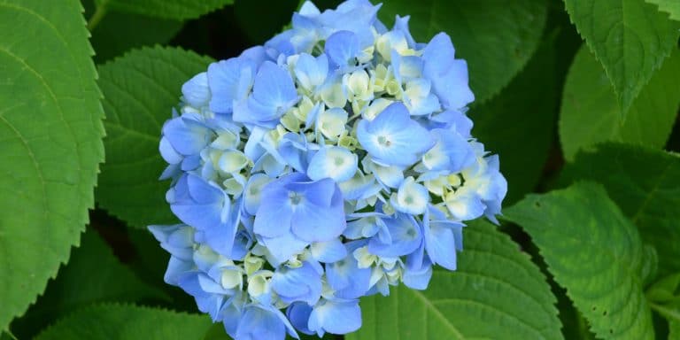 Do Hydrangeas Grow In Florida: A Growers Guide - GFL Outdoors