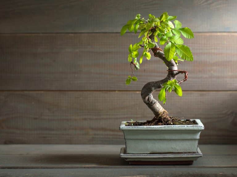 Tall Japanese Indoor Plants