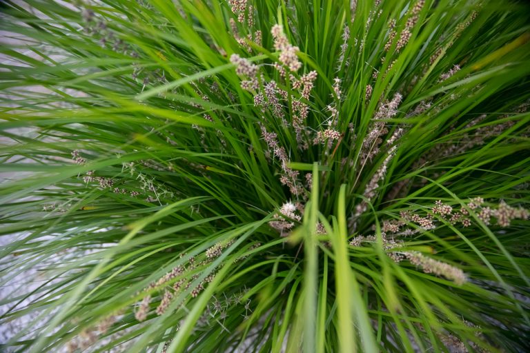 Breeze Lomandra Grass Care: A Gardeners Guide - GFL Outdoors