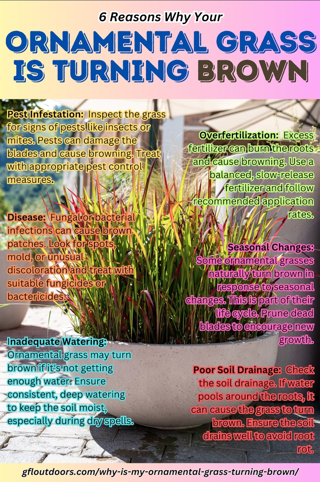 Infographic describing why ornamental grass turns brown.  It contains the following text:

Inadequate Watering
Ornamental grass may turn brown if it's not getting enough water. Ensure consistent, deep watering to keep the soil moist, especially during dry spells.

Poor Soil Drainage
Check the soil drainage. If water pools around the roots, it can cause the grass to turn brown. Ensure the soil drains well to avoid root rot.

Overfertilization
Excess fertilizer can burn the roots and cause browning. Use a balanced, slow-release fertilizer and follow recommended application rates.

Pest Infestation
Inspect the grass for signs of pests like insects or mites. Pests can damage the blades and cause browning. Treat with appropriate pest control measures.

Disease
Fungal or bacterial infections can cause brown patches. Look for spots, mold, or unusual discoloration and treat with suitable fungicides or bactericides.

Seasonal Changes
Some ornamental grasses naturally turn brown in response to seasonal changes. This is part of their life cycle. Prune dead blades to encourage new growth