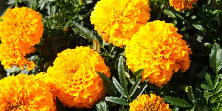 Marigold Color: What Color Are Marigolds - Gfl Outdoors