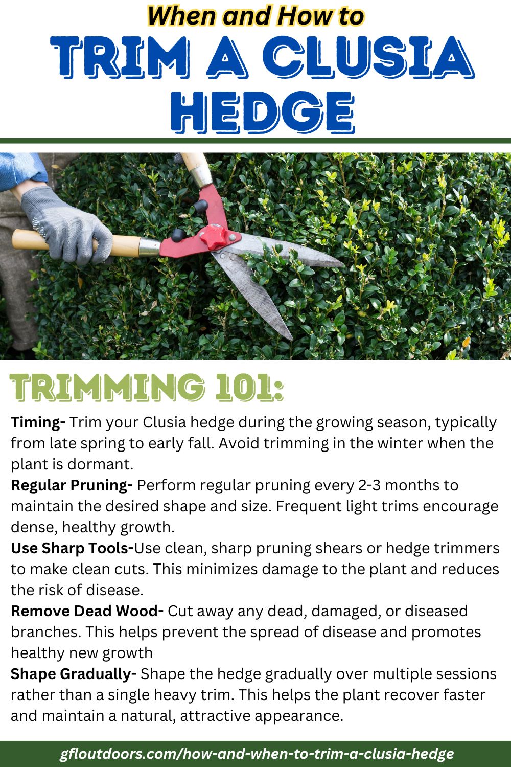 Text based infographic with the following text: Timing- Trim your Clusia hedge during the growing season, typically from late spring to early fall. Avoid trimming in the winter when the plant is dormant. Regular Pruning- Perform regular pruning every 2-3 months to maintain the desired shape and size. Frequent light trims encourage dense, healthy growth. Use Sharp Tools-Use clean, sharp pruning shears or hedge trimmers to make clean cuts. This minimizes damage to the plant and reduces the risk of disease. Remove Dead Wood- Cut away any dead, damaged, or diseased branches. This helps prevent the spread of disease and promotes healthy new growth Shape Gradually- Shape the hedge gradually over multiple sessions rather than a single heavy trim. This helps the plant recover faster and maintain a natural, attractive appearance.