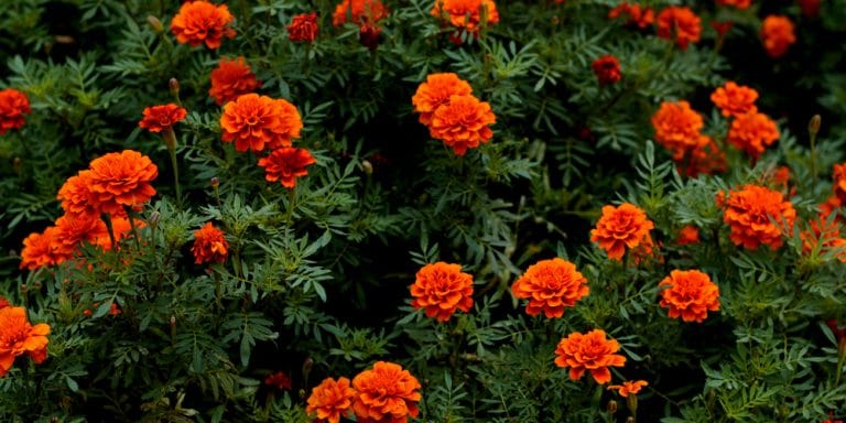 Marigold Color: What Color Are Marigolds - GFL Outdoors