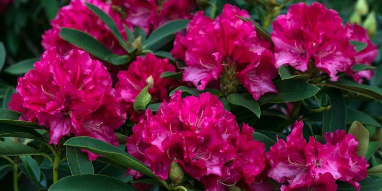 Autumn Ruby Azalea Growth and Care Guide - GFL Outdoors