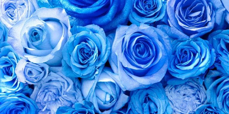 What is The Rarest Color of Roses: Unique and Beautiful Roses