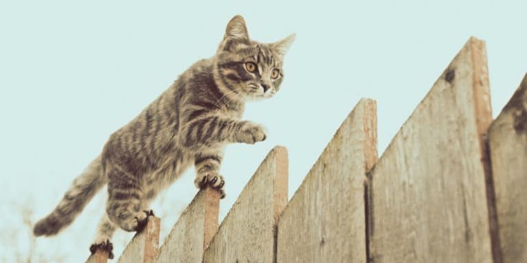 keep-cats-off-fence-a-complete-guide-gfl-outdoors