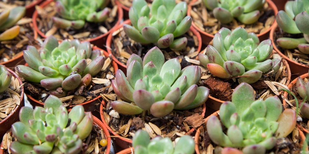 graptoveria bashful