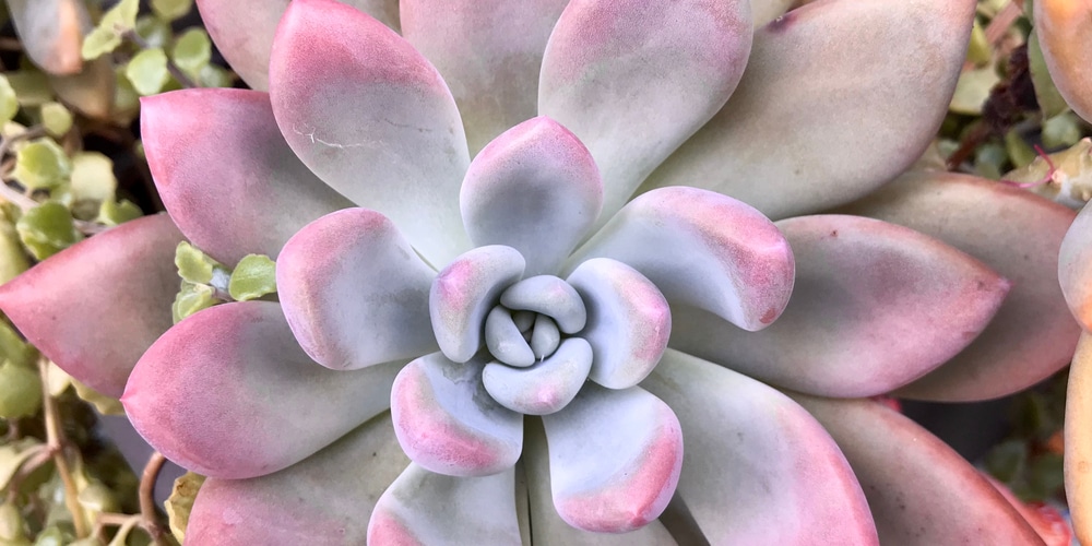 graptoveria opalina