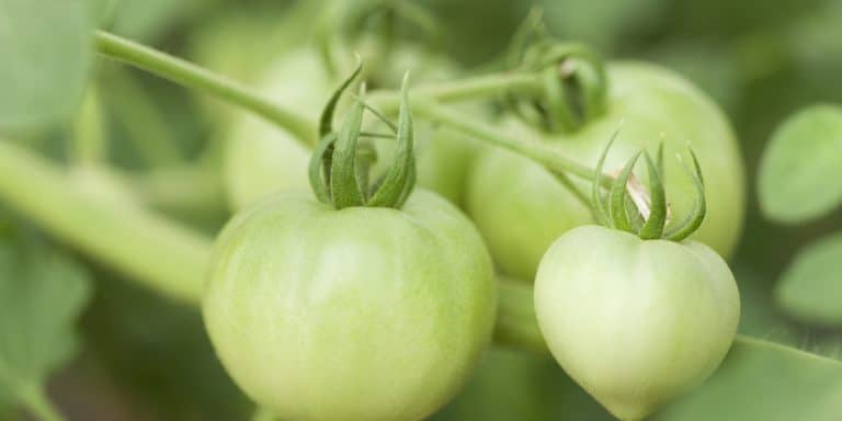 Calcium For Tomato Plants When And How To Apply Calcium