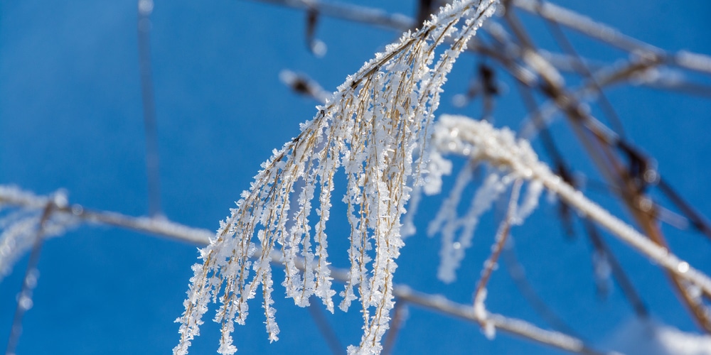 Pampas Grass in Winter