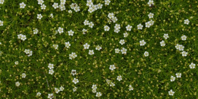 Pearlwort: How to Deal With This Invasive Plant - GFL Outdoors