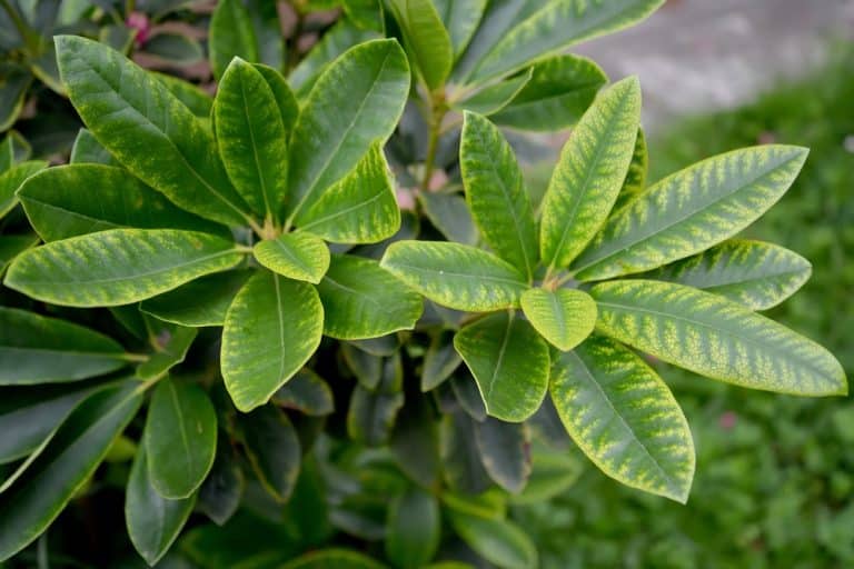 Rhododendron Yellow Leaves: What They Mean and How to Fix Them