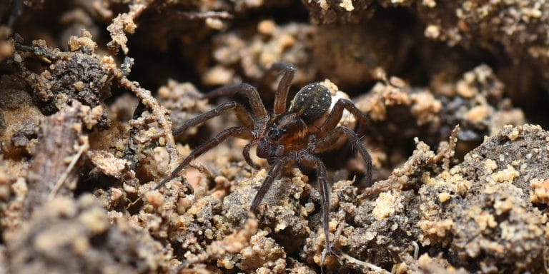 What Do Spiders Eat in a House: A Look at a Common House Spider's Diet