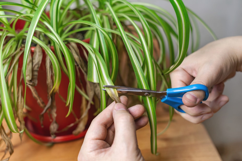 How To Revive A Spider Plant Tips And Tricks GFL Outdoors