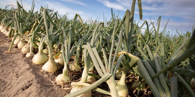 When to Plant Walla Walla Onions?: A Growers Guide - GFL Outdoors