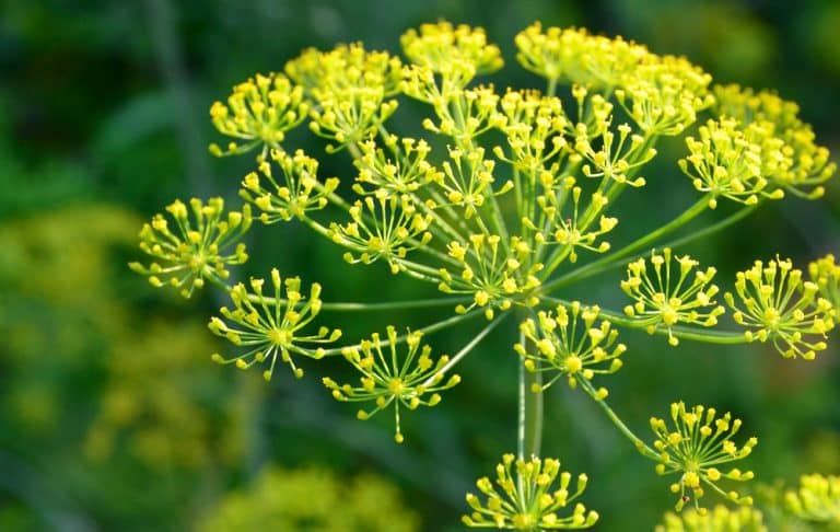 Elephant Dill Care: Everything You Need to Know - GFL Outdoors