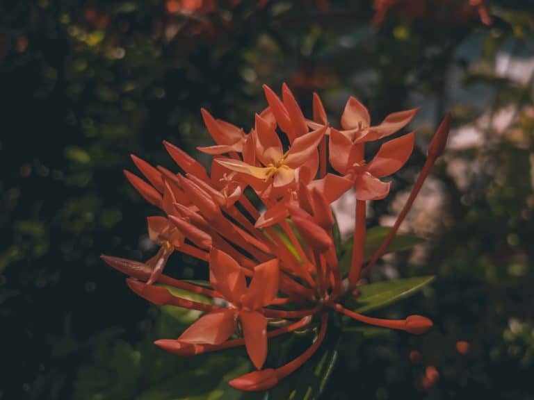 Ixora Maui Red Growth and Care Guide - GFL Outdoors