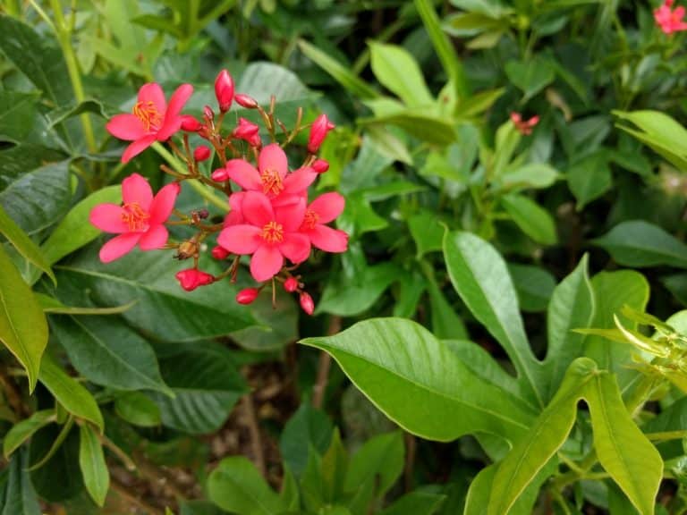 Jatropha Tree Care: Everything You Need to Know - GFL Outdoors