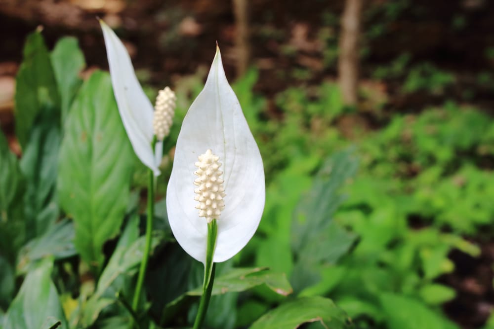 Peace Lily Meaning And Symbolism GFL Outdoors