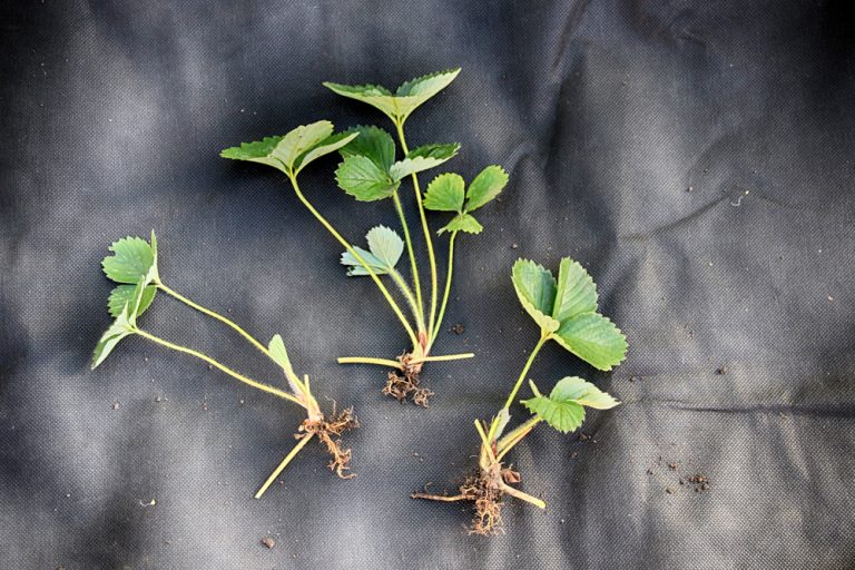 Will Strawberry Runners Root In Water