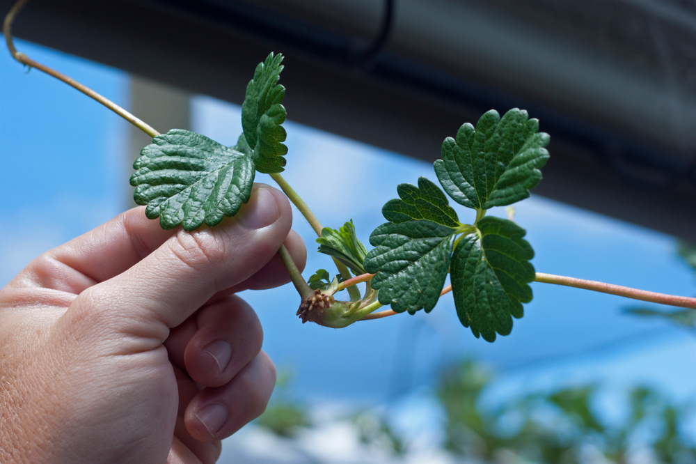 Rooting Strawberry Runners In Water Tips And Tricks