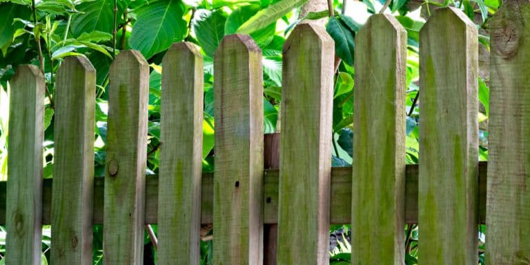 algae-on-fence-removal-tips-and-tricks-gfl-outdoors