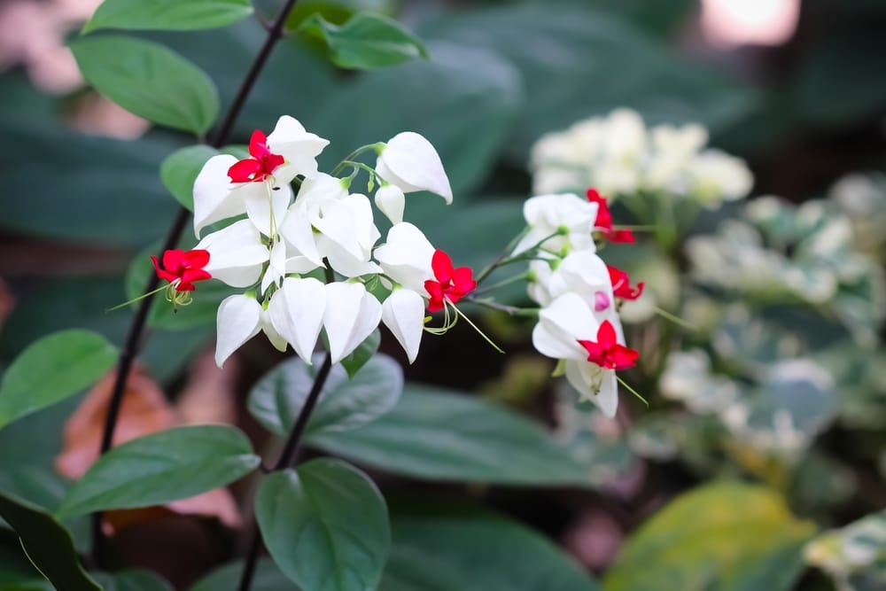 bleeding heart vine