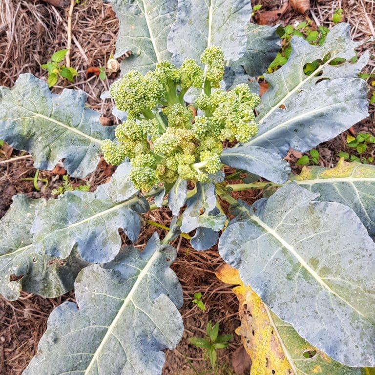 Broccoli Turning Brown: Common Causes - GFL Outdoors