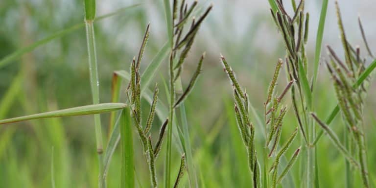 Dallisgrass Killer: How to Control Dallisgrass - GFL Outdoors