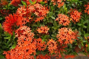 Dwarf Ixora Care: Everything You Need To Know - Gfl Outdoors