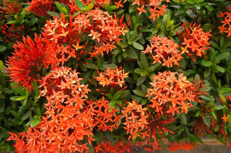 Dwarf Ixora Care: Everything You Need to Know - GFL Outdoors