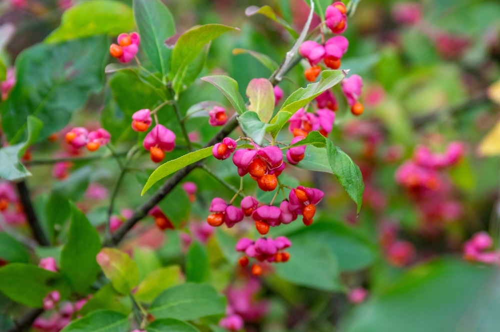 Euonymus Leaves Dropping Off: What Causes It and How to Prevent It?
