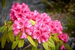 Evergreen Shrubs for Clay Soil with Poor Drainage