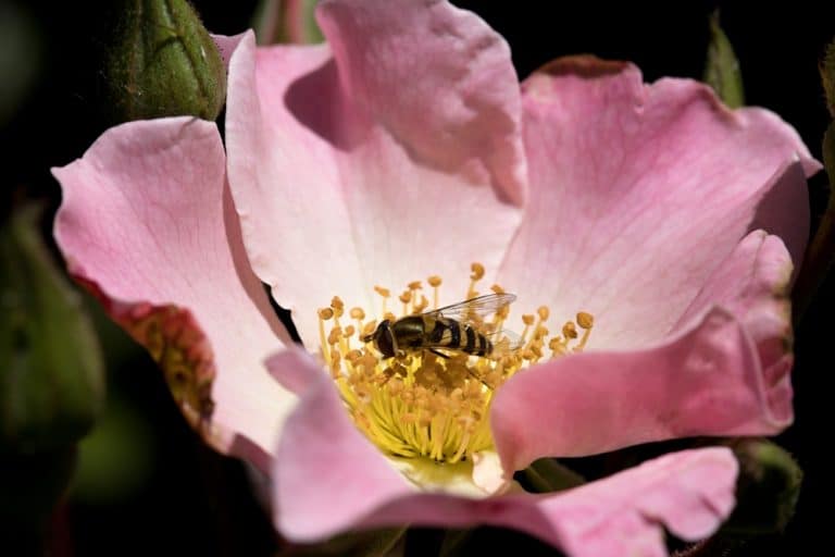 How to Get Rid of Hover Flies on Patio Tips and Tricks