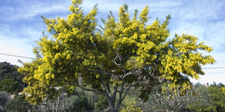 How Fast Does A Mimosa Tree Grow Growth And Care Guide