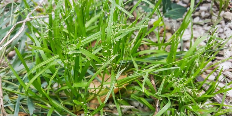 How to Kill Poa Annua in Bermuda Grass: Tips and Tricks - GFL Outdoors