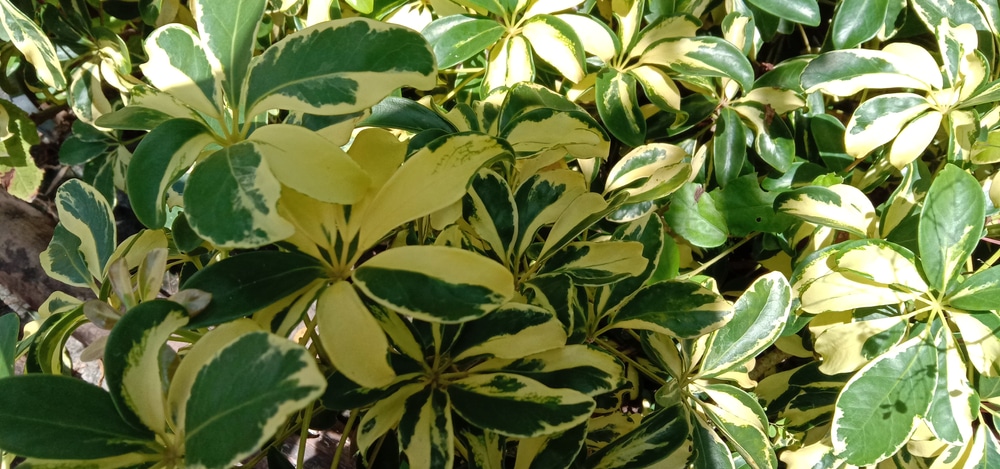 schefflera gold capella