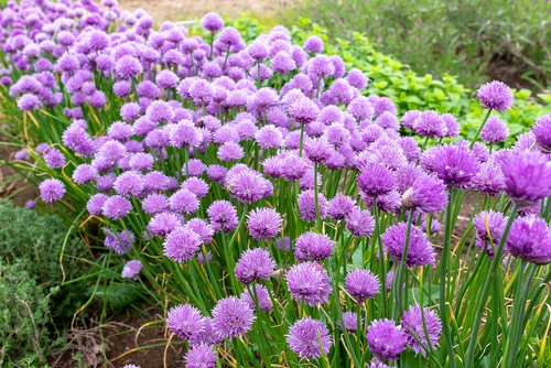 are chive flowers bad for dogs