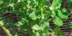 snap peas flowering