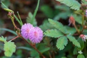 sunshine mimosa