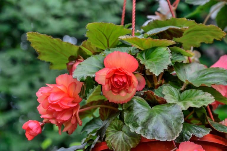 Begonia Tuberhybrida Care: Everything You Need To Know