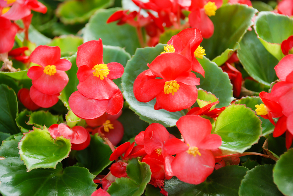 Red Flowers With Yellow Center