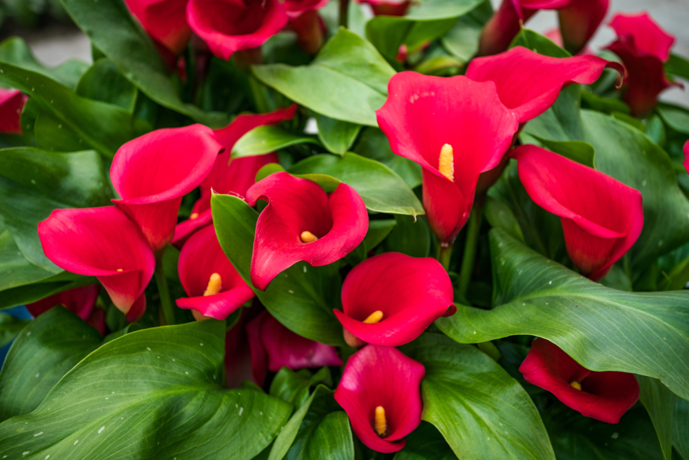 Red Flowers With Yellow Center