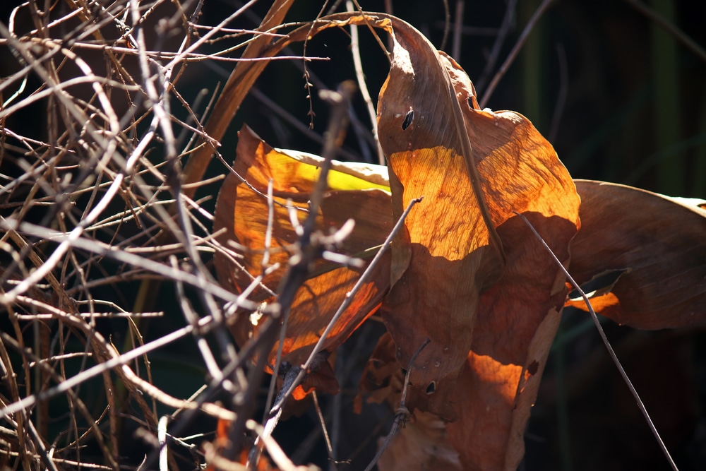 Canna Lily Has Brown Leaves