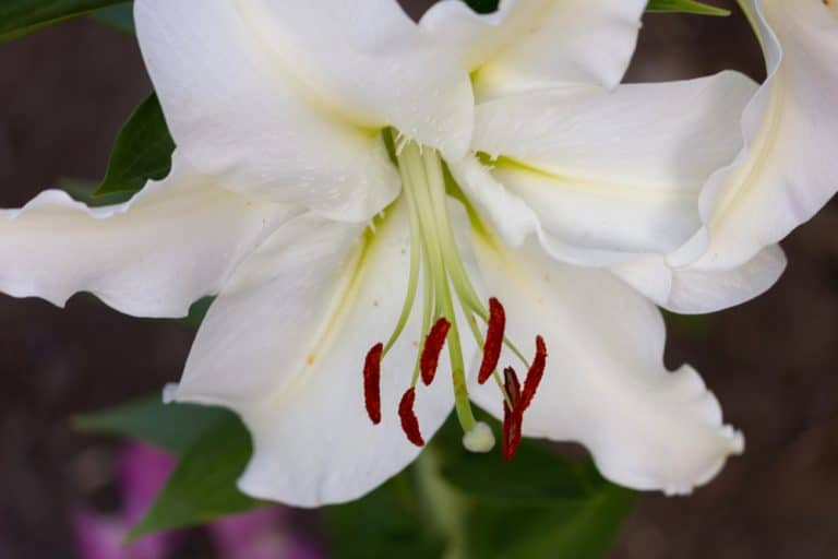 French Flowers: Blooming Plants That Are Native to France