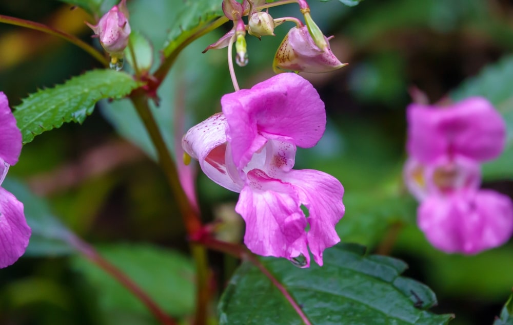 Plants With Red Stems And Green Leaves 10 Varieties