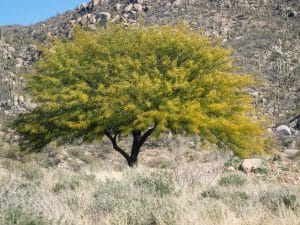 Honey Mesquite