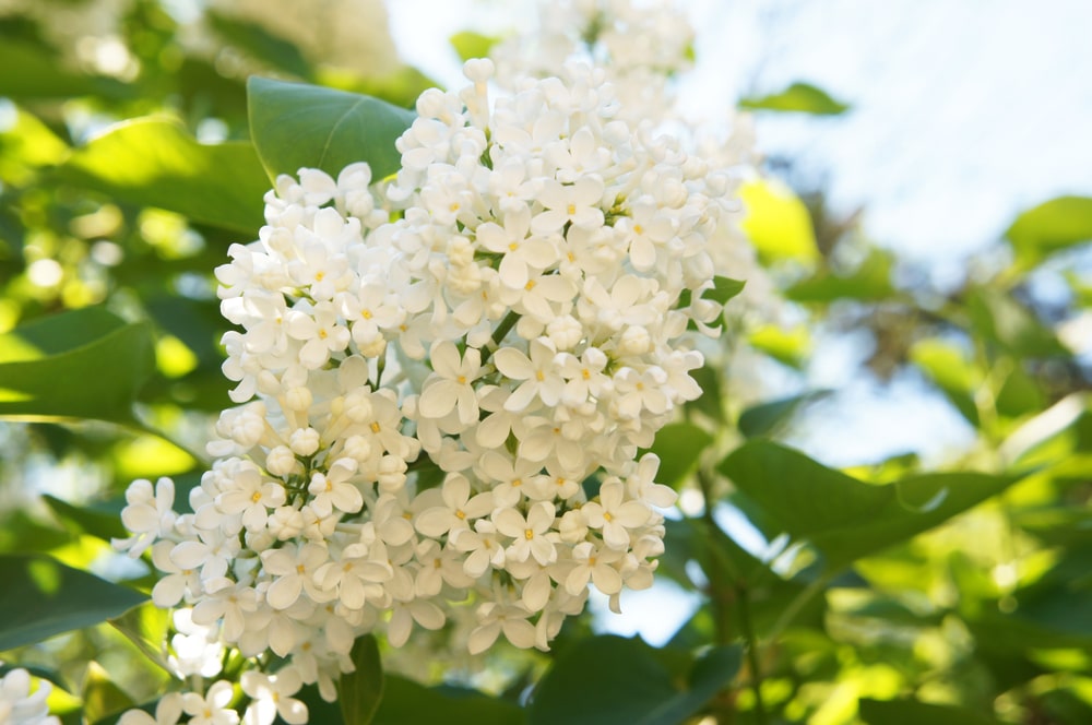 Ivory Silk Lilac Tree Pros and Cons